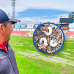 El enemigo más letal que tiene el césped del estadio Alejandro Serrano Aguilar es el denominado ‘kuzo’ o gusano blanco de suelo.