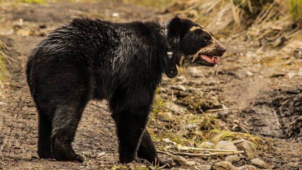 Tupak es un oso andino que necesita de un helicóptero para ser reubicado. Foto Internet