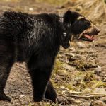 Tupak es un oso andino que necesita de un helicóptero para ser reubicado. Foto Internet