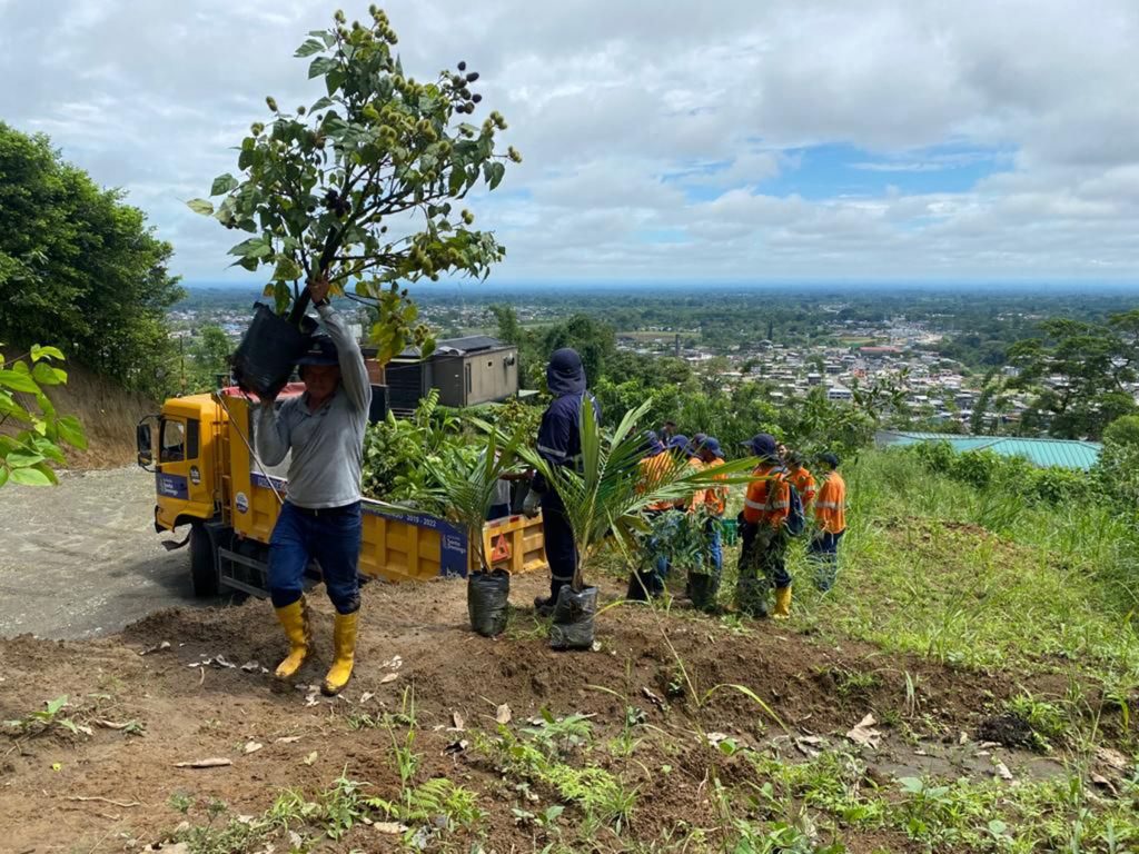 Los árboles son un aliado para reducir las altas temperaturas