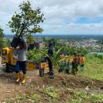 Los árboles son un aliado para reducir las altas temperaturas