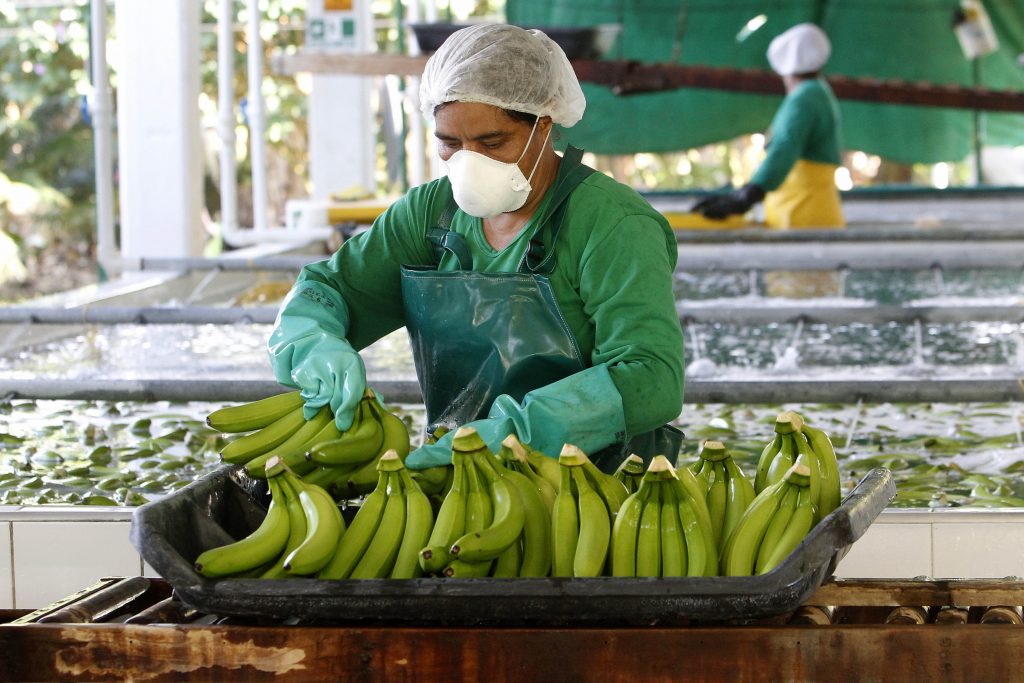 Rusia levantó el veto a cinco empresas ecuatorianas exportadoras de banano. EFE/Luis Eduardo Noriega A.