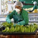 Rusia levantó el veto a cinco empresas ecuatorianas exportadoras de banano. EFE/Luis Eduardo Noriega A.