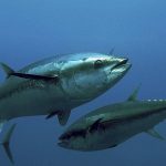 Un estudio demostró que los niveles de mercurio en el atún no han disminuido de 1971. Foto EFE