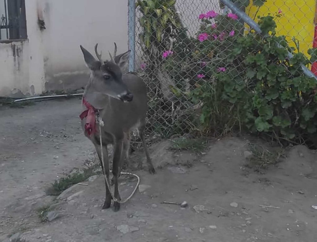 Imagen del venado observado atado en la parroquia Paccha.