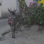 Imagen del venado observado atado en la parroquia Paccha.
