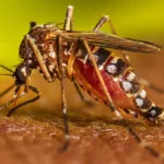 Los casos de dengue en Perú llegaron a 79.741 en lo que va de 2024