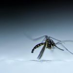 Al menos 44 personas han muerto por dengue en Perú