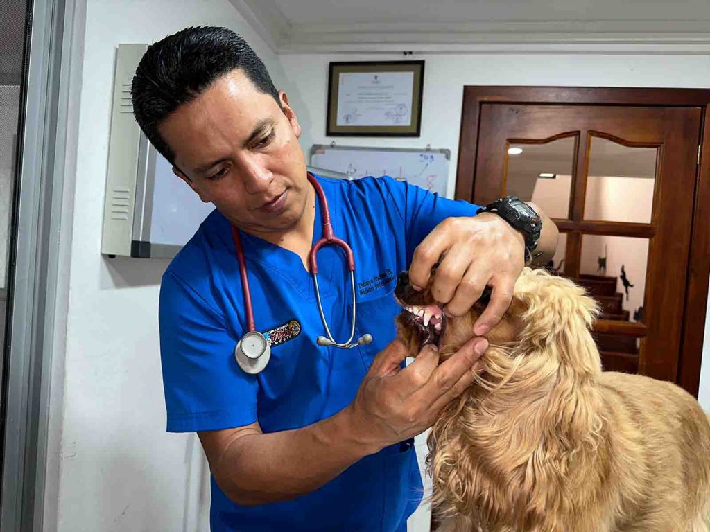 Chequeos preventivos de al menos dos veces al año de los animales domésticos es fundamental para que las mascotas tengan una mejor vejez.