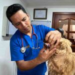 Chequeos preventivos de al menos dos veces al año de los animales domésticos es fundamental para que las mascotas tengan una mejor vejez.