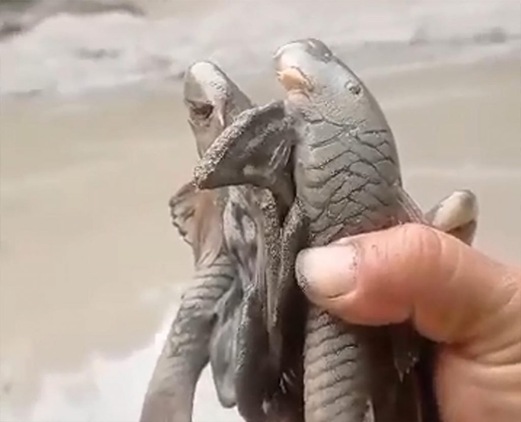 Peces muertos fueron hallados en las orillas del río Jubones.