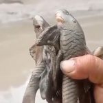Peces muertos fueron hallados en las orillas del río Jubones.