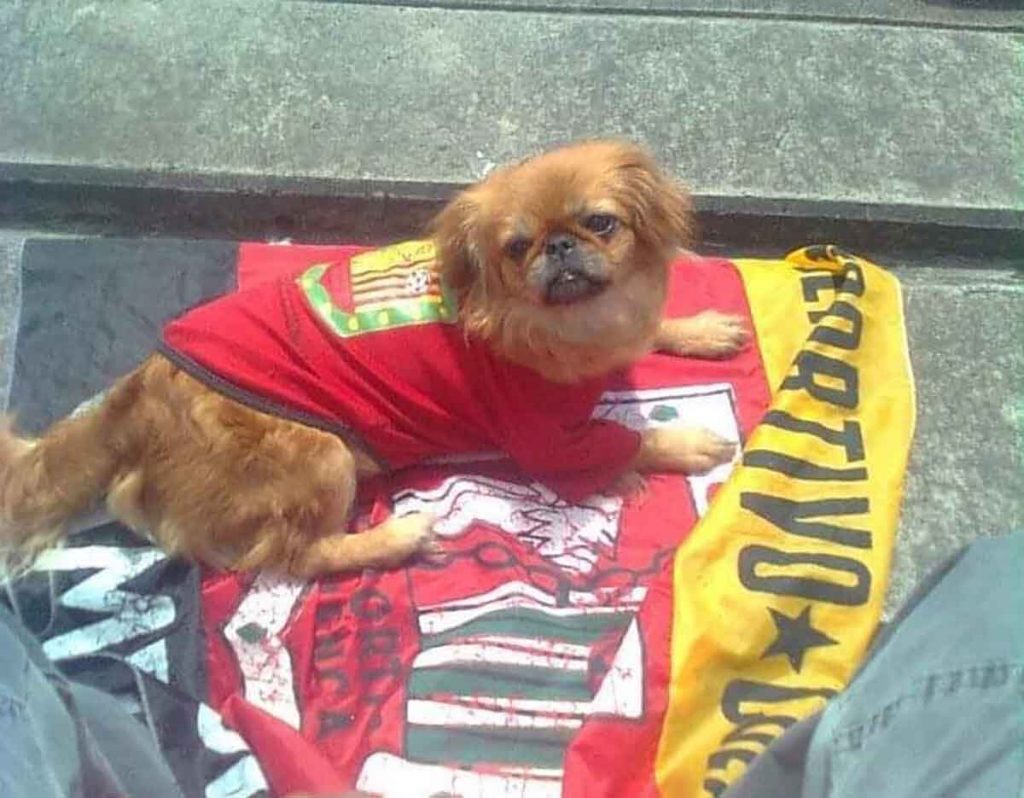 ‘Verónica’, la perrita pekinés hincha del Deportivo Cuenca.