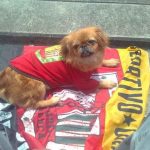 ‘Verónica’, la perrita pekinés hincha del Deportivo Cuenca.