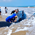 Ciudadanos intentan rescatar a un tiburón ballena que se quedó varado en la playa San Pablo del cantón Santa Elena. Foto Ministerio del Ambiente