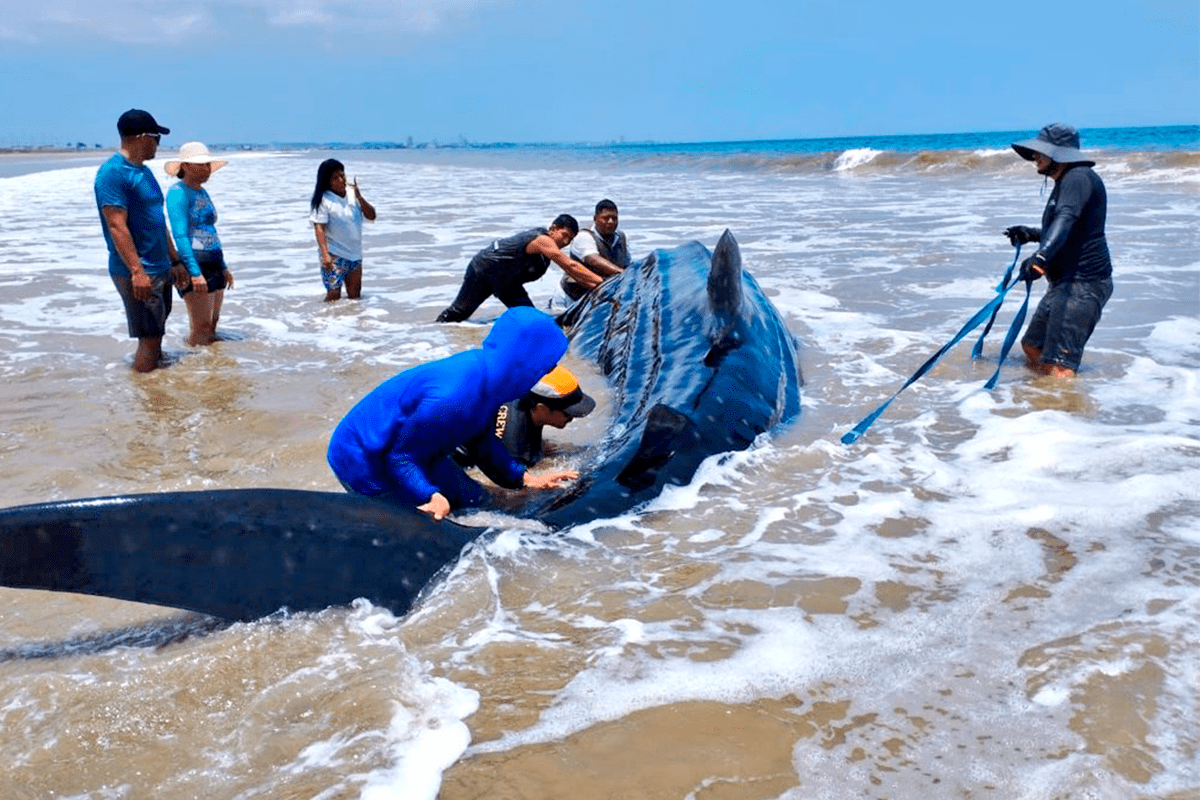 Ciudadanos intentan rescatar a un tiburón ballena que se quedó varado en la playa San Pablo del cantón Santa Elena. Foto Ministerio del Ambiente