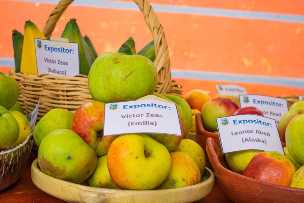 En el festival de la manzana se reúne la gran variedad de frutas que se dan en la parroquia Bulán. /Cortesía
