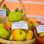 En el festival de la manzana se reúne la gran variedad de frutas que se dan en la parroquia Bulán. /Cortesía