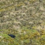 Liberación de oso de anteojos Tupak, en la reserva Parque Nacional Cayambe Coca.