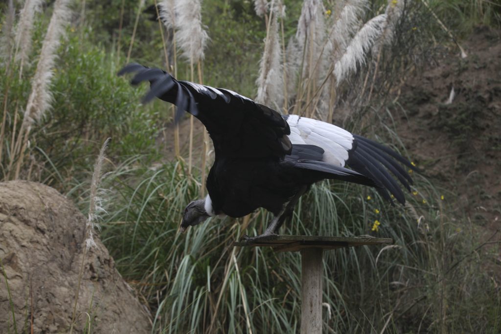 El Cóndor Andino es el ave emblema de Ecuador y es la especie con mayor peligro de extinción. /XCA