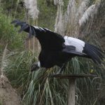 El Cóndor Andino es el ave emblema de Ecuador y es la especie con mayor peligro de extinción. /XCA