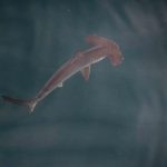 Una posible "guardería" de tiburones liso martillo ha sido identificada por primera vez en las Islas Galápagos (Ecuador), tras haber observado a varios individuos jóvenes en una pequeña bahía de Isabela, la isla más grande del archipiélago, durante una expedición científica realizada recientemente a bordo del Arctic Sunrise, el barco de la organización ecologista Greenpeace. EFE