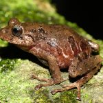 La nueva especie se halló en un hábitat andino de entre 2.550 y 3.150 metros de altitud.