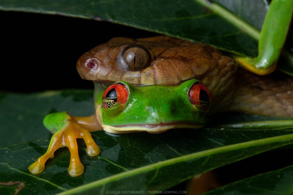 Fotografía ganadora del premio Best of Nation, otorgado por la World Photographic Cup 2024. Autor: Lucas Bustamante, fotógrafo y biólogo ecuatoriano.