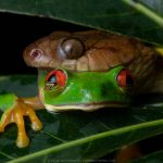 Fotografía ganadora del premio Best of Nation, otorgado por la World Photographic Cup 2024. Autor: Lucas Bustamante, fotógrafo y biólogo ecuatoriano.