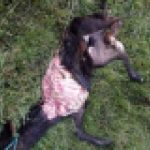 Res muerta por ataque de perros salvajes en Azuay.