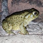 El veneno del sapo del Desierto de Sonora contiene un psicodélico que, convenientemente modificado, podría ser una opción terapéutica eficaz contra la depresión