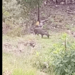 Un venado de cola blanca en Cuenca. Captado en la zona de Icto Cruz