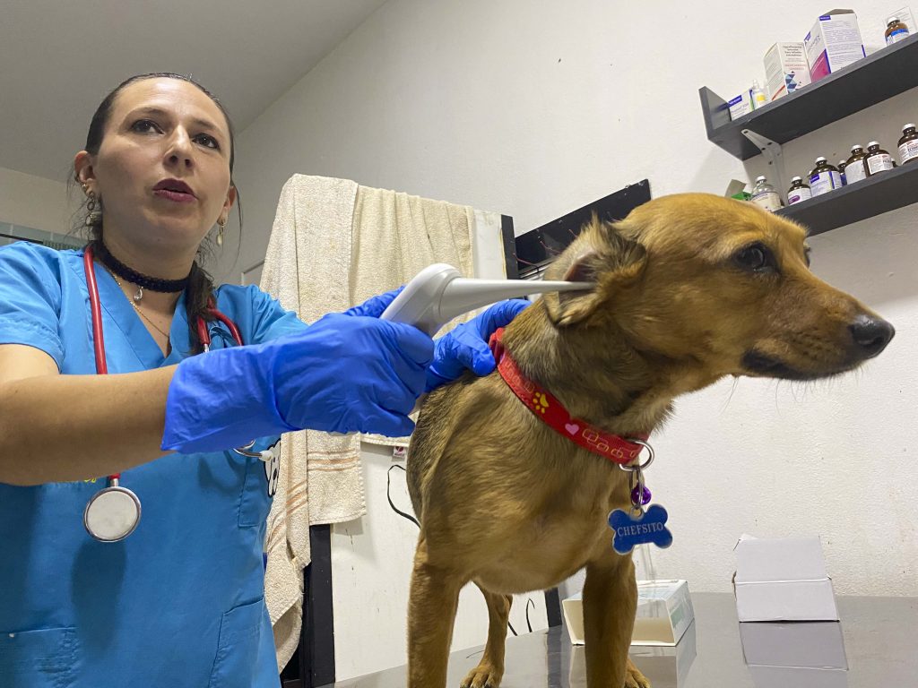 Los cambios de clima afectan a las mascotas. Hay recomendaciones para sus dueños.
