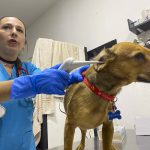 Los cambios de clima afectan a las mascotas. Hay recomendaciones para sus dueños.