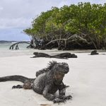 Un censo científico de población de especies emblemáticas de las Islas Galápagos (Ecuador) registró la existencia de al menos más de 23.000 iguanas marinas y de 5.800 lobos marinos en varias zonas de este archipiélago