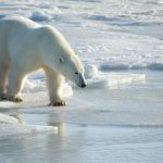 La desaparición de la población de osos polares de la bahía de Hudson, en la costa nordeste del Ártico canadiense, podría ser "inminente" si no se cumple el objetivo de limitar a 2 grados el aumento de la temperatura del planeta antes de 2030, en menos de seis años. Así lo advierte el estudio científico más completo llevado a cabo hasta la fecha sobre el impacto del cambio climático en la fauna de la bahía, que recoge este jueves la revista Communications Earth & Environment. EFE