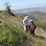 Investigadores de universidades españolas y peruanas han planteado nuevas maneras de recuperar los bosques tropicales secos de zonas andinas