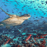 Delegados de una quincena de países de América se reunirán para evaluar el estado de las poblaciones de tortugas marinas en el continente.