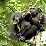 Los chimpancés salvajes comen en ocasiones plantas que pueden tratar o aliviar los síntomas de una enfermedad.
