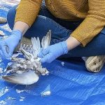Un científico del grupo de investigadores españoles, portugueses y franceses despluma a una de las aves usada para el estudio que ha tratado de reproducir los antiguos métodos usados por los neandertales para despiezar y cocinar aves y así comprender mejor la dieta de esos homínidos. En el estudio, que publica Frontiers in Environmental Archaeology, participaron, entre otros, el Institut Català de Paleoecologia Humana i Evolució Social (IPHES), la Universidad Rovira i Virgili y el Centro de Arqueología de la Universidad de Lisboa. EFE