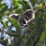 Un proyecto medioambiental combina el uso de drones y la inteligencia artificial (IA) con los conocimientos ancestrales de una comunidad aborigen con el objetivo de proteger a la población de koalas de los incendios forestales del noreste de Australia. EFE/