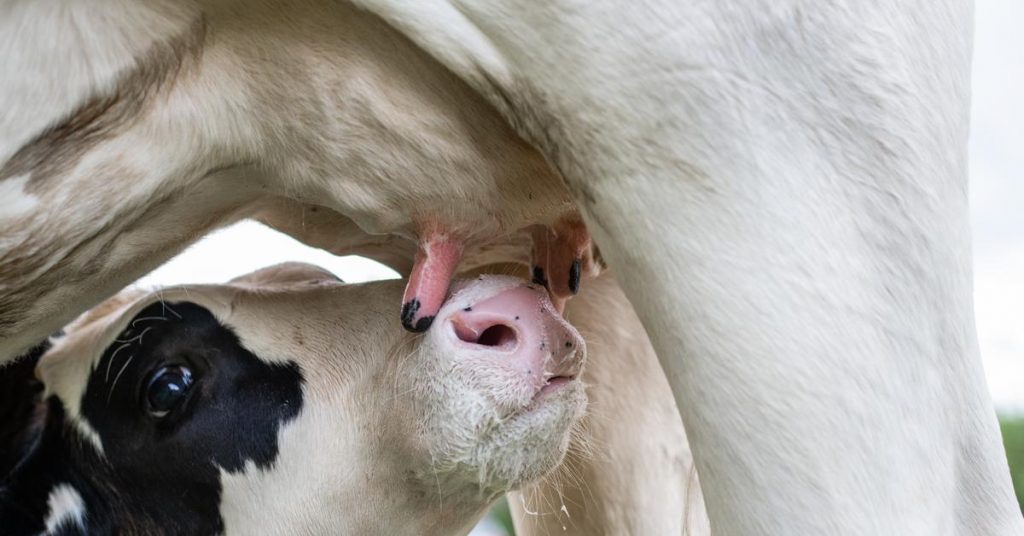 El virus de la gripe aviar H5N1 se puede transmitir entre mamíferos desde leche de vaca contaminada y puede llegar a las glándulas mamarias, según un nuevo estudio.