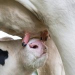 El virus de la gripe aviar H5N1 se puede transmitir entre mamíferos desde leche de vaca contaminada y puede llegar a las glándulas mamarias, según un nuevo estudio.