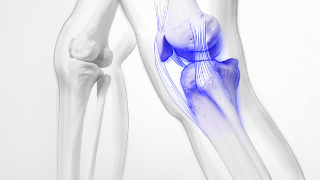 Un equipo de científicos estadounidenses ha descubierto una nueva hormona que fortalece los huesos y mantiene fuertes los huesos de las mujeres lactantes