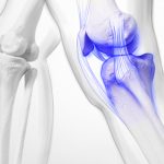 Un equipo de científicos estadounidenses ha descubierto una nueva hormona que fortalece los huesos y mantiene fuertes los huesos de las mujeres lactantes