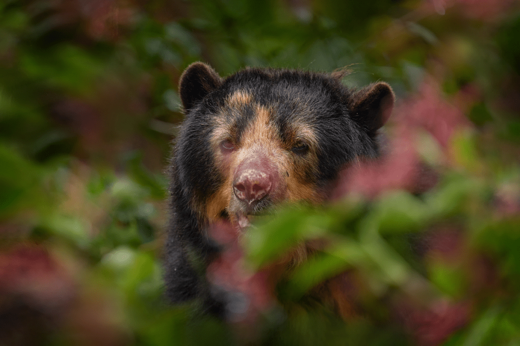 Conoce sobre el oso andino, también llamado oso de anteojos, y cómo su presencia contribuye al buen estado de salud del medio ambiente.