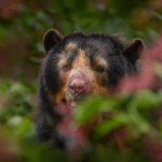 Conoce sobre el oso andino, también llamado oso de anteojos, y cómo su presencia contribuye al buen estado de salud del medio ambiente.