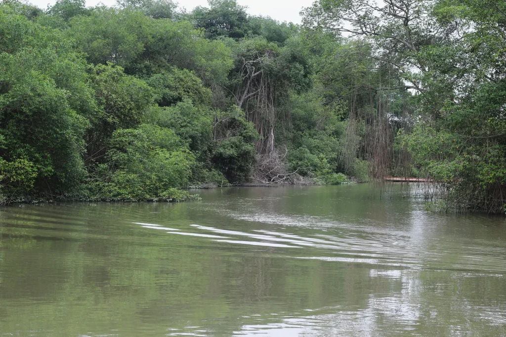 Con la ejecución de este proyecto, el Gobierno ecuatoriano pretende "aumentar la superficie de manglares bajo manejo sostenible a 150.000 hectáreas"