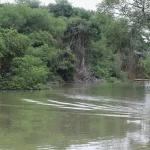 Con la ejecución de este proyecto, el Gobierno ecuatoriano pretende "aumentar la superficie de manglares bajo manejo sostenible a 150.000 hectáreas"