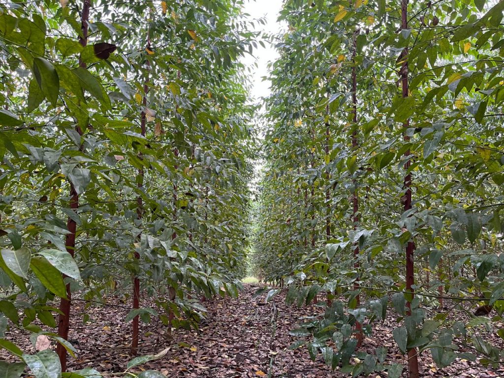 En Ecuador, existen aproximadamente 12.5 millones de hectáreas de bosques, de los cuales más del 95 % son bosques nativos, el restante son bosques plantados que reducen la presión de madera desde los primeros